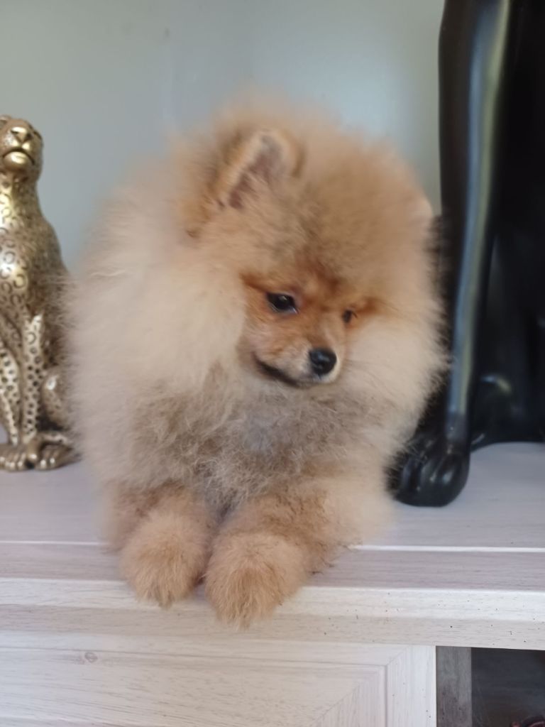 de Mingyar - Chiot disponible  - Spitz allemand