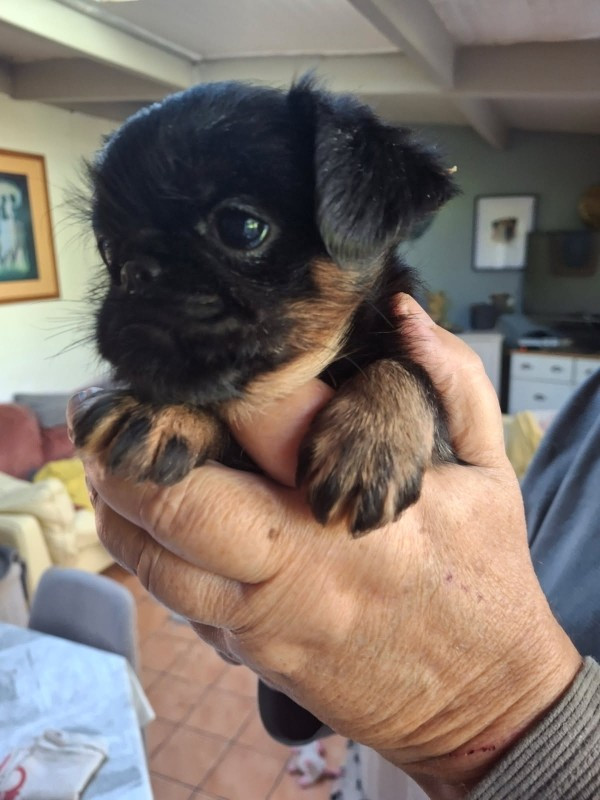 de Mingyar - Chiots disponibles - Griffon bruxellois