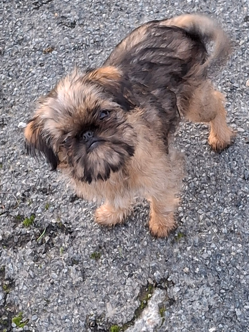 de Mingyar - Chiots disponibles - Griffon bruxellois