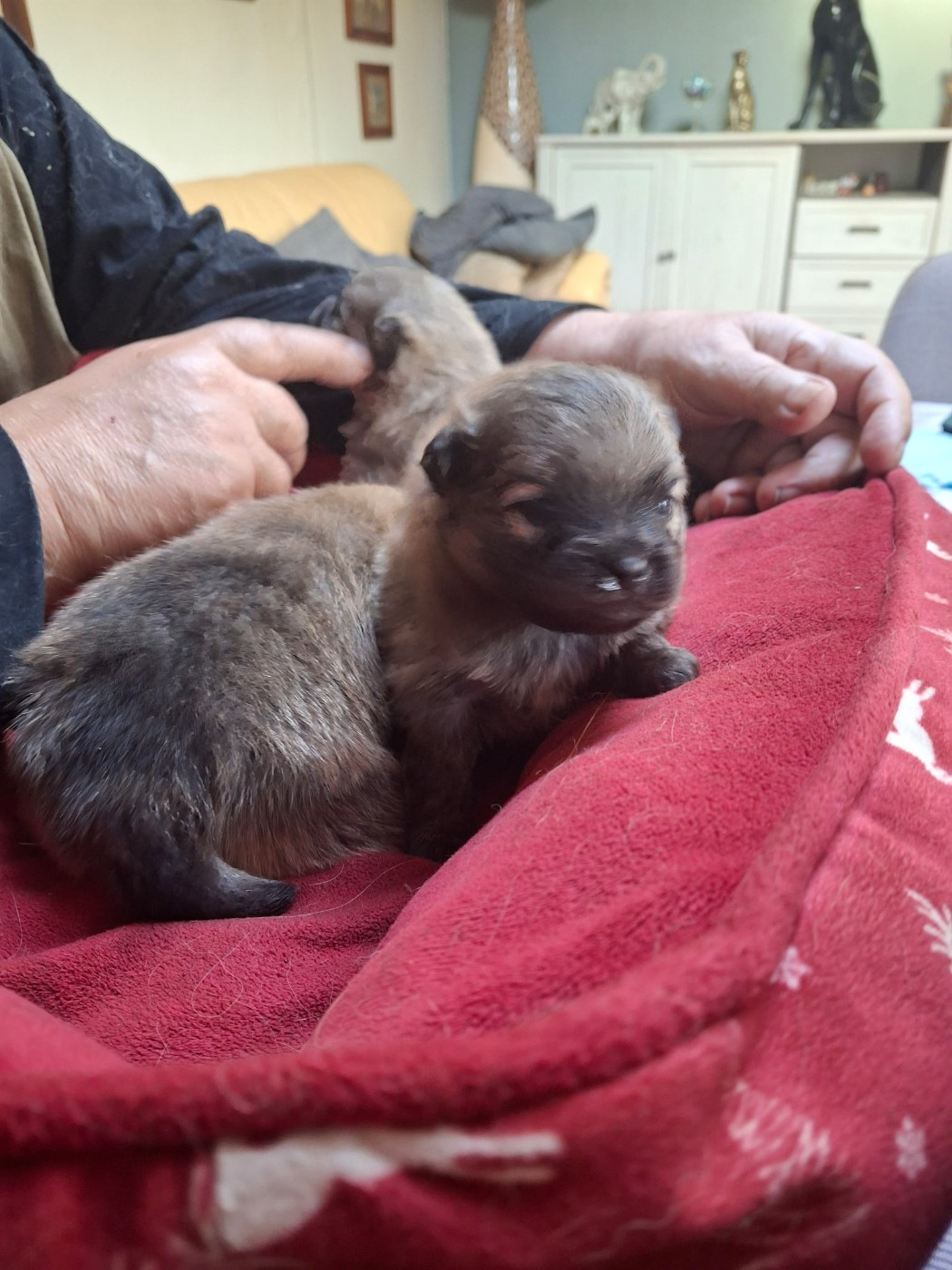 de Mingyar - Chiots disponibles - Spitz allemand