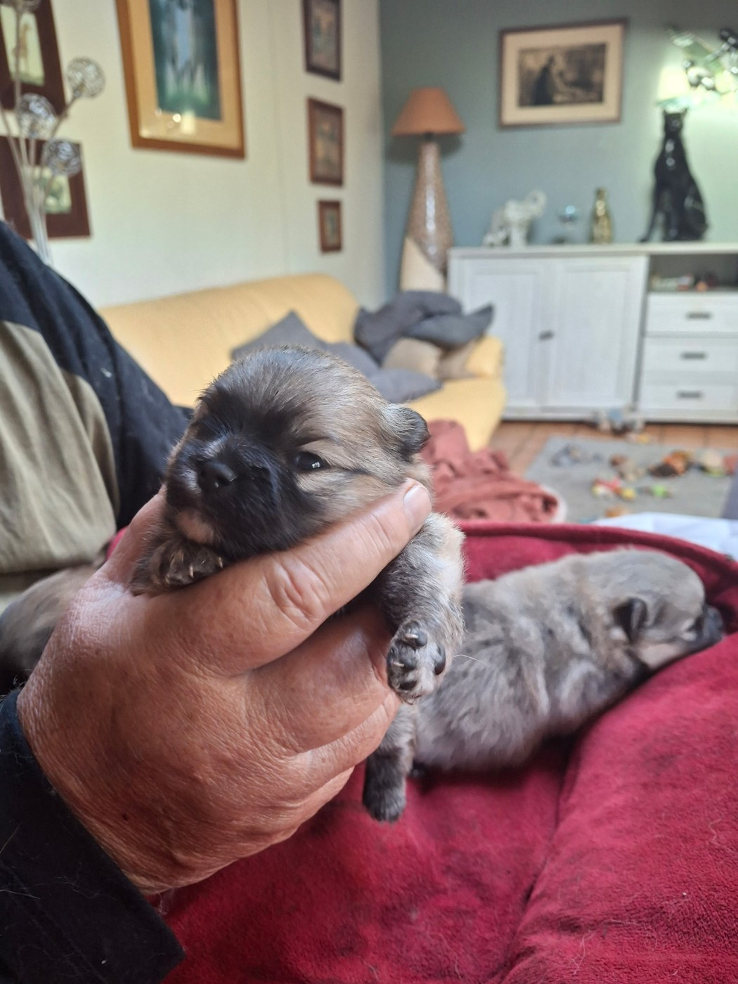 de Mingyar - Chiots disponibles - Spitz allemand