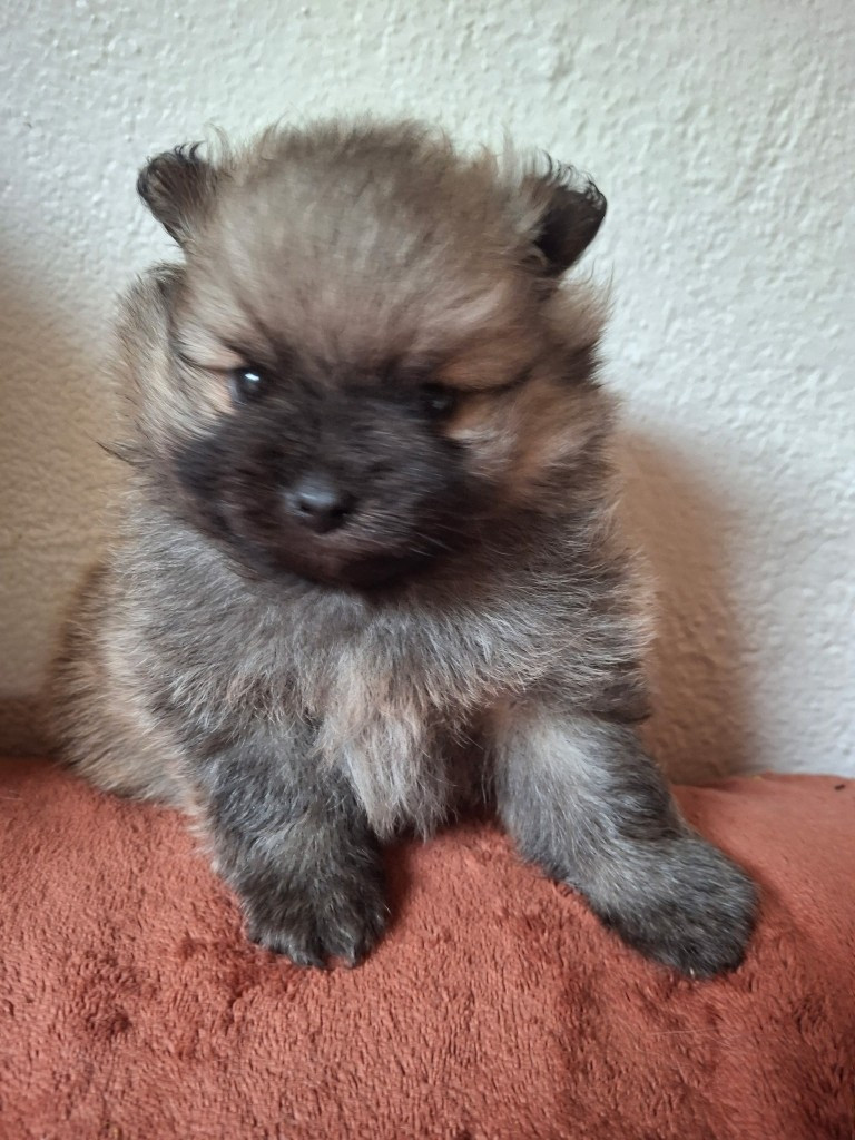 de Mingyar - Chiots disponibles - Spitz allemand