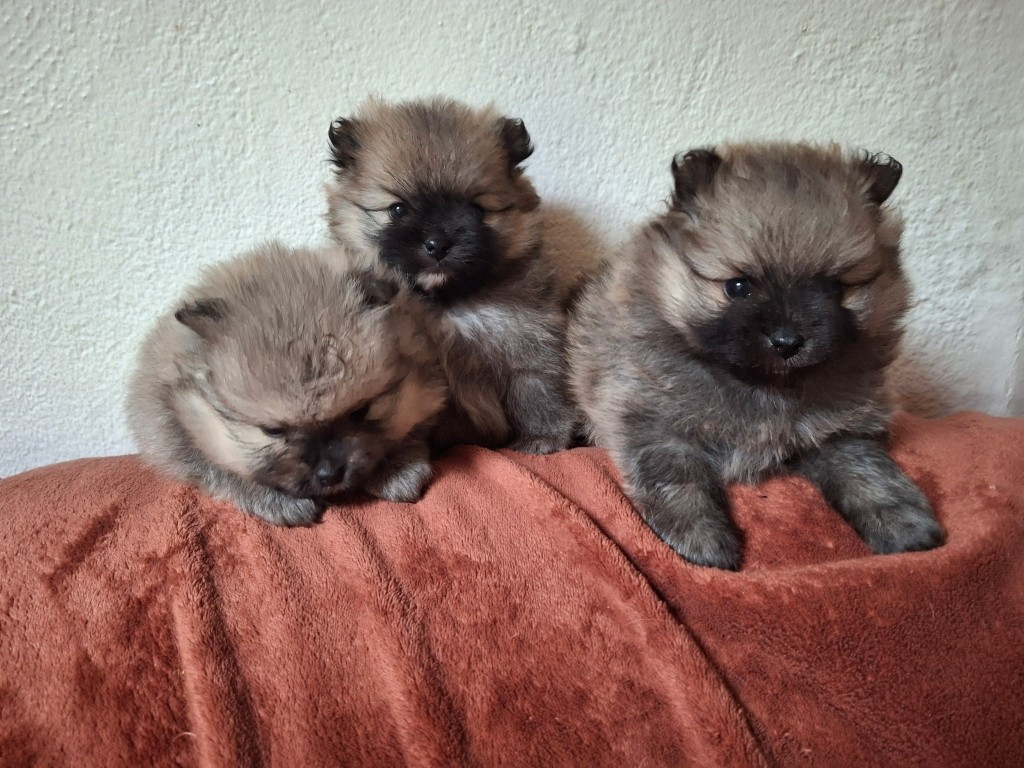 de Mingyar - Chiots disponibles - Spitz allemand