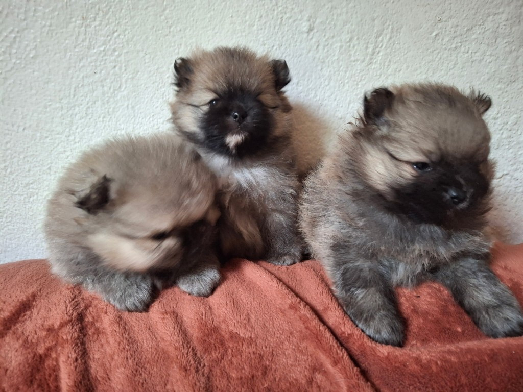 de Mingyar - Chiots disponibles - Spitz allemand