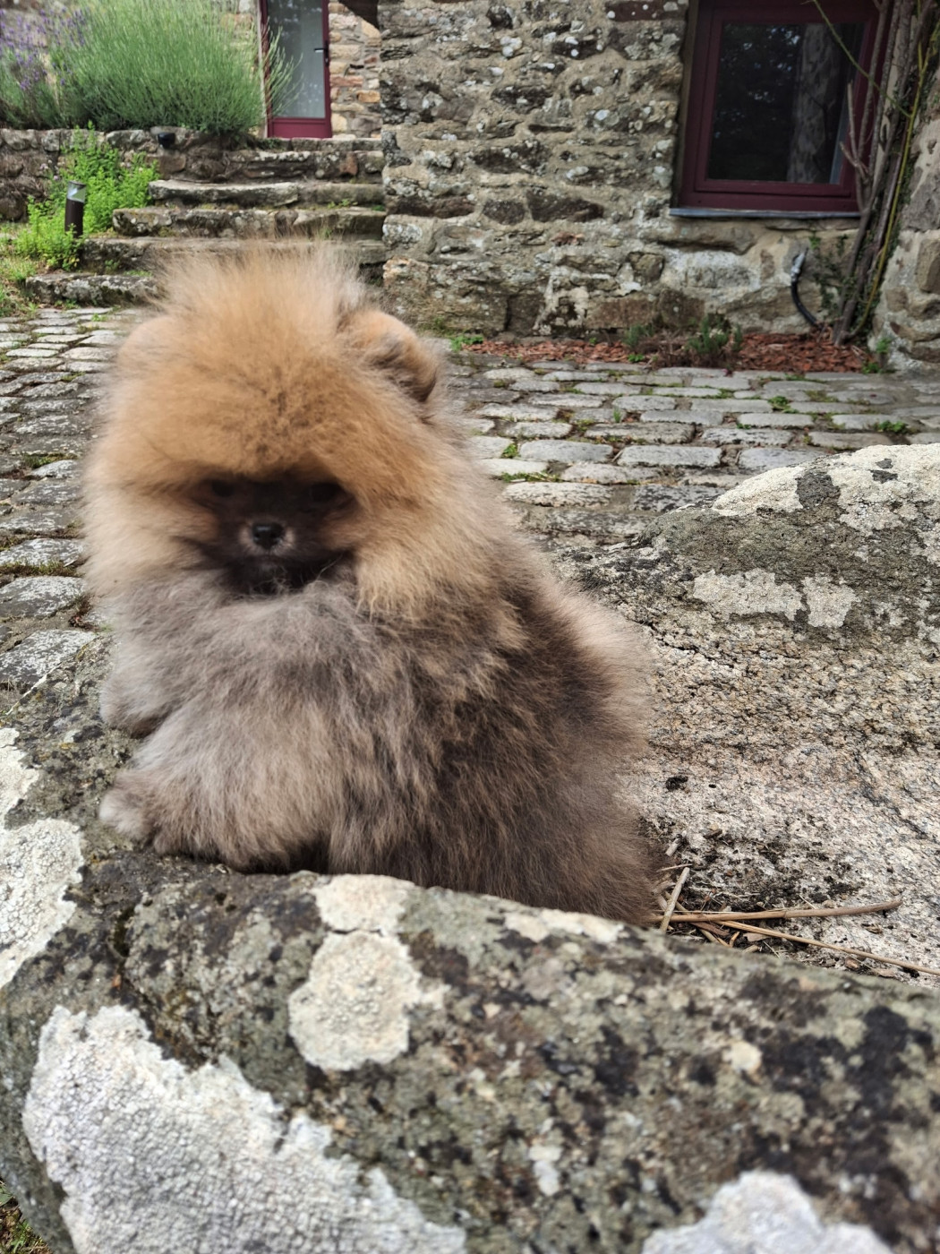 de Mingyar - Chiots disponibles - Spitz allemand