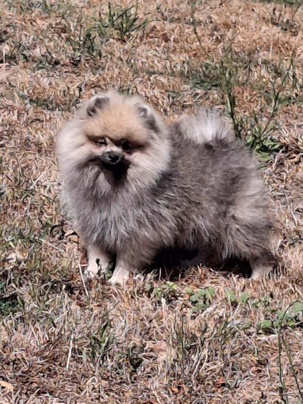 de Mingyar - Chiots disponibles - Spitz allemand