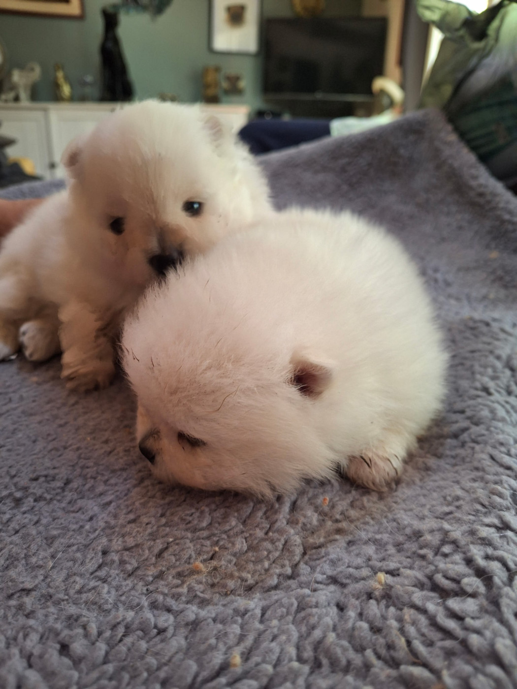 Chiot Spitz allemand de Mingyar