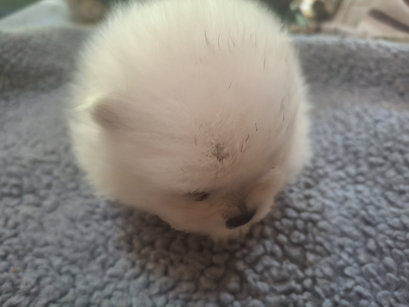 de Mingyar - Chiots disponibles - Spitz allemand