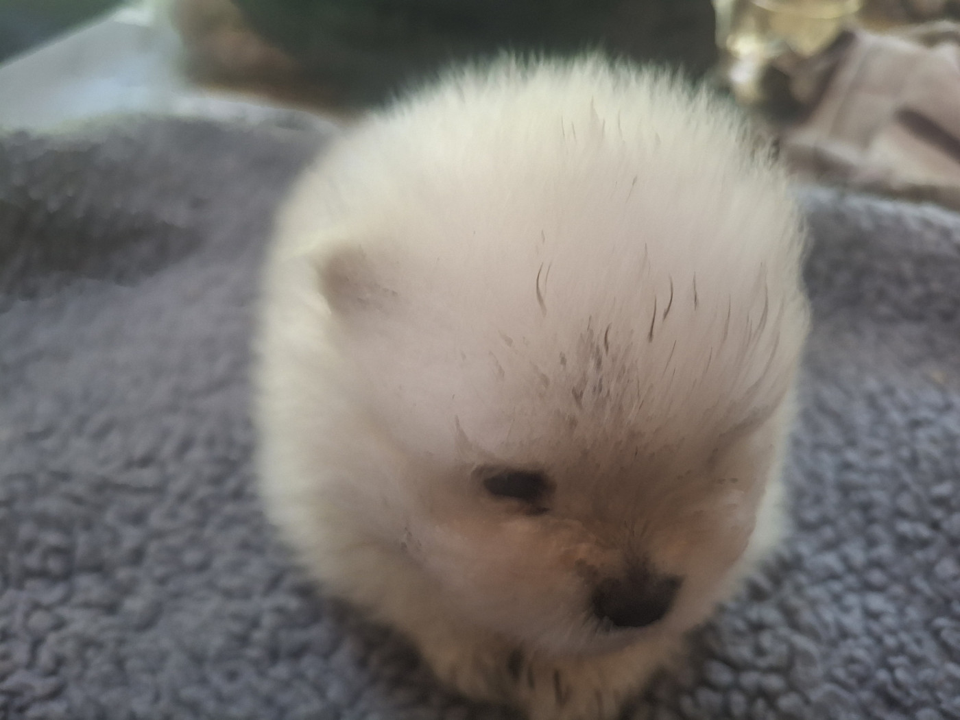 de Mingyar - Chiots disponibles - Spitz allemand