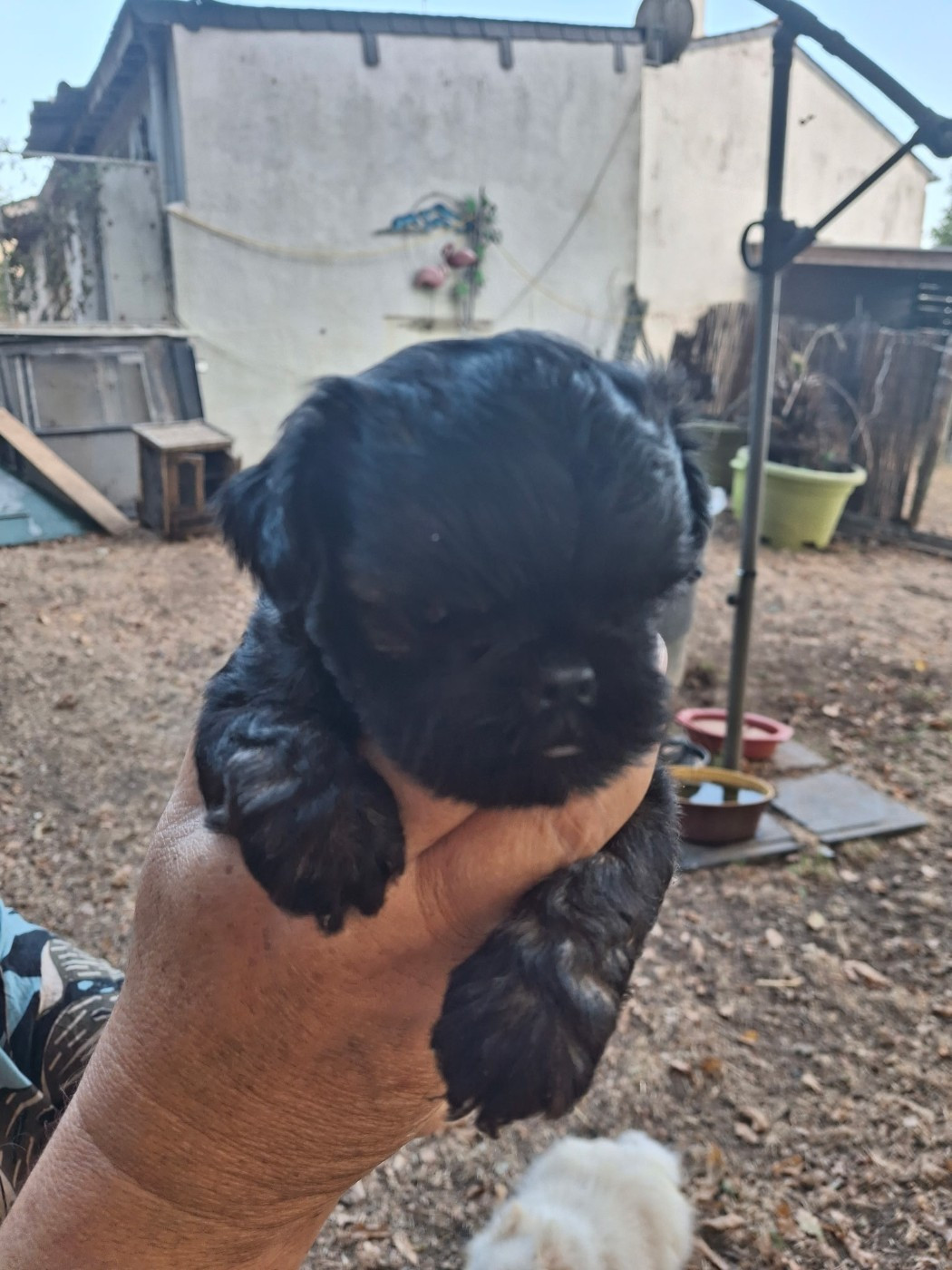 de Mingyar - Chiots disponibles - Griffon bruxellois