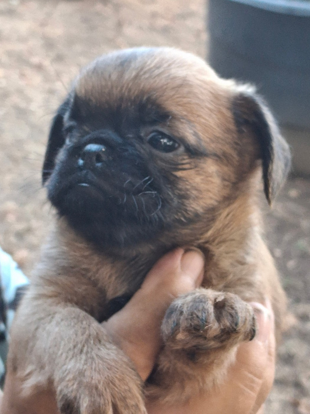 de Mingyar - Chiots disponibles - Griffon bruxellois