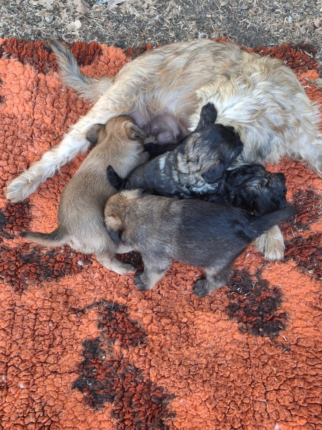 de Mingyar - Chiots disponibles - Griffon bruxellois