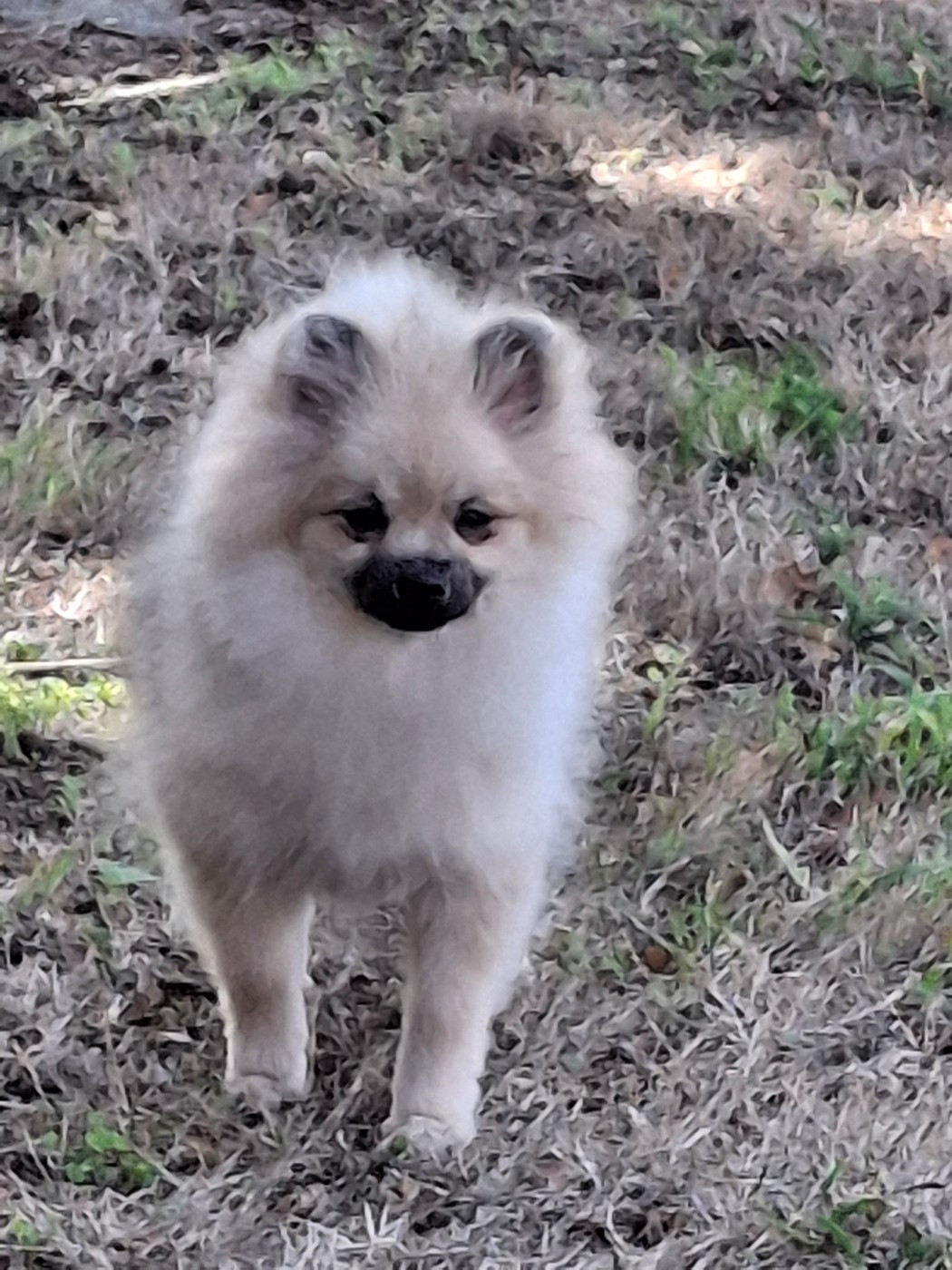 de Mingyar - Chiots disponibles - Spitz allemand