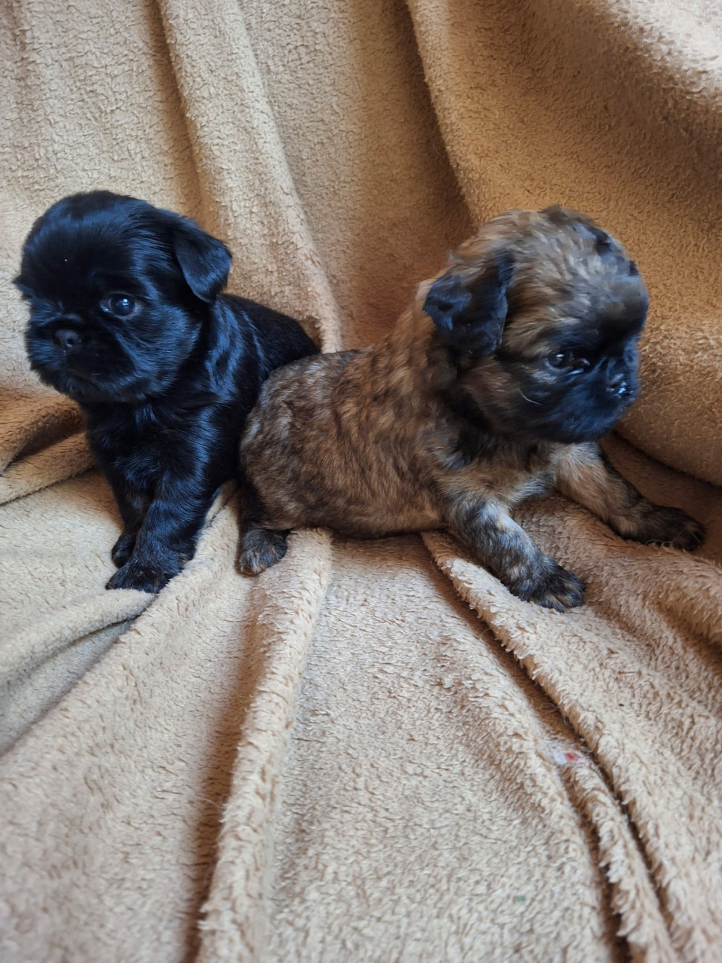 Chiot Griffon bruxellois de Mingyar