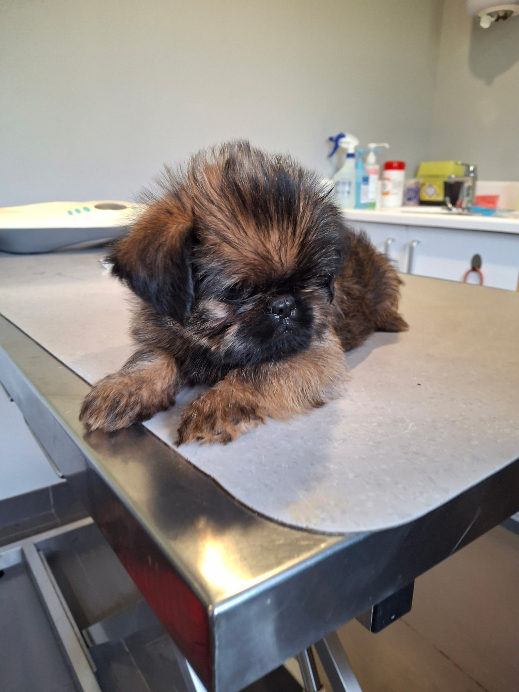 de Mingyar - Chiots disponibles - Griffon bruxellois