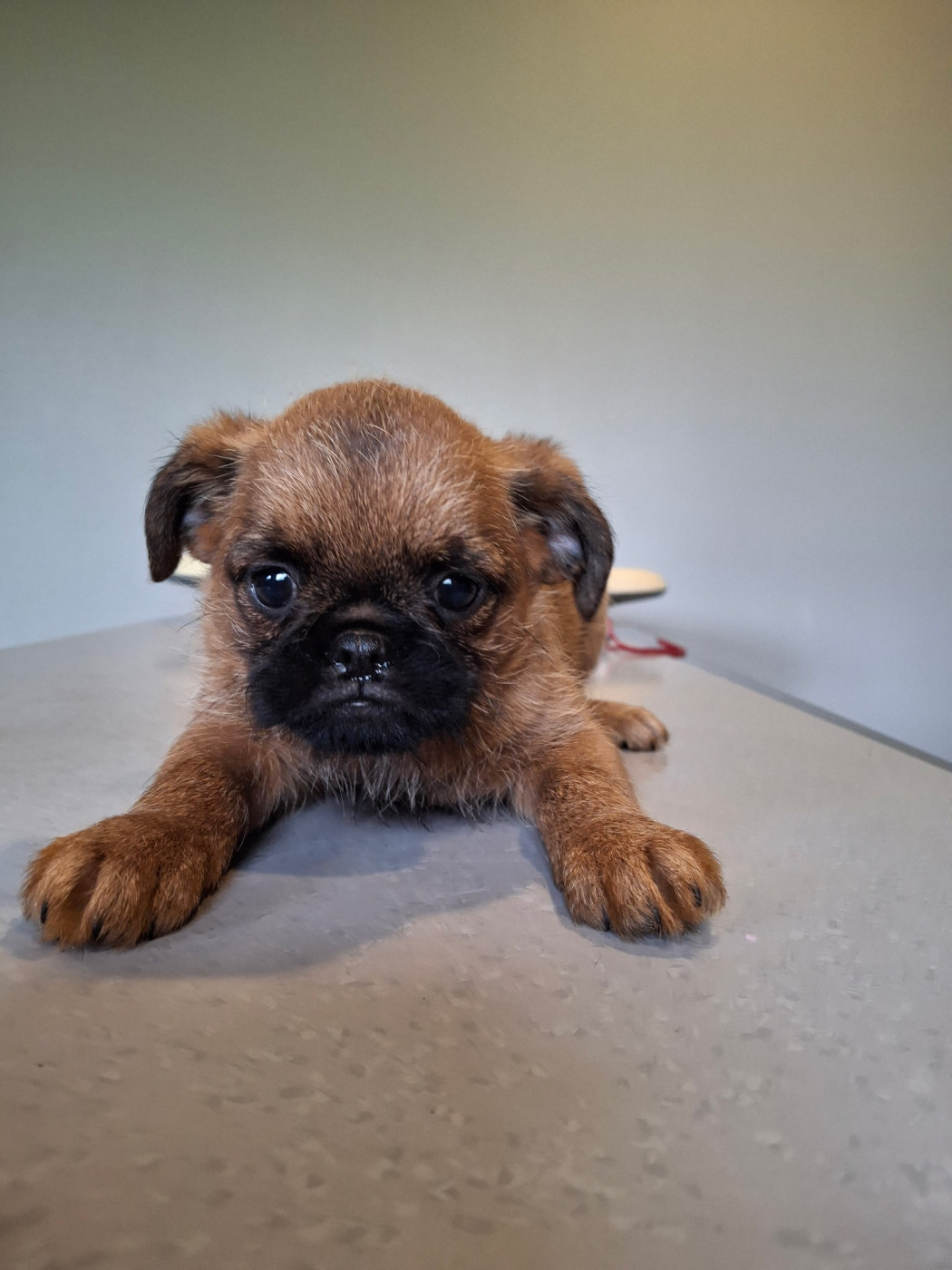 de Mingyar - Chiots disponibles - Griffon bruxellois