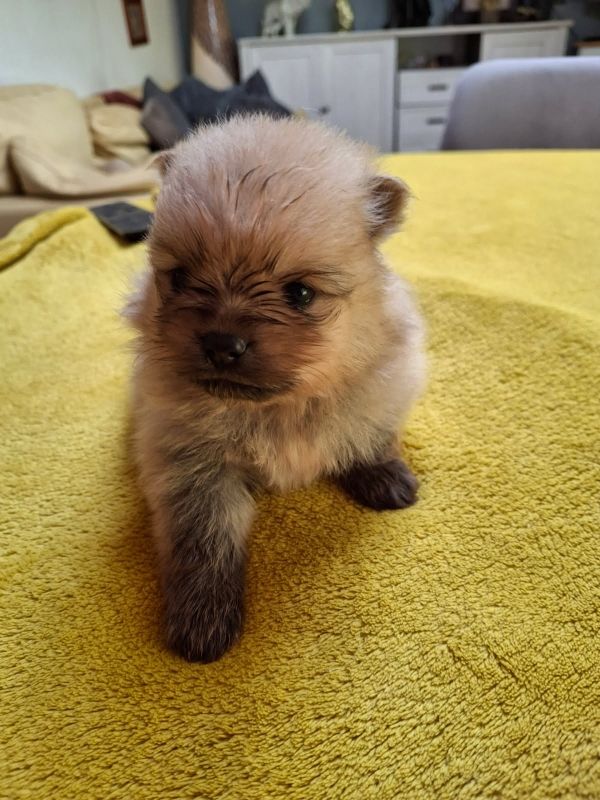 de Mingyar - Chiots disponibles - Spitz allemand