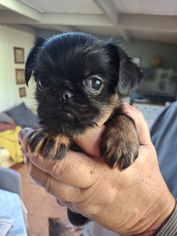 de Mingyar - Chiots disponibles - Griffon belge