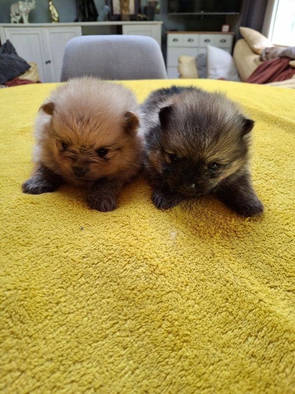 Chiot Spitz allemand de Mingyar