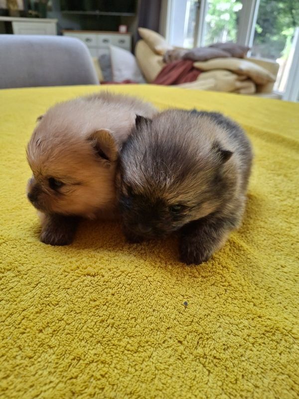 de Mingyar - Chiots disponibles - Spitz allemand