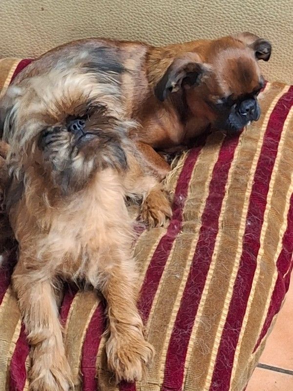 de Mingyar - Chiots disponibles - Griffon bruxellois