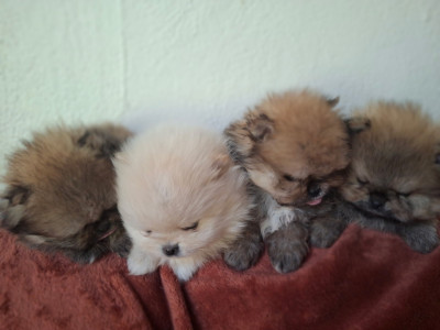 Chiot N°2