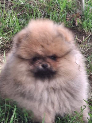 Chiot N°2