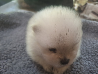 Chiot N°2