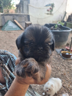 Chiot N°3