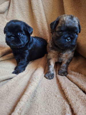Chiot N°2