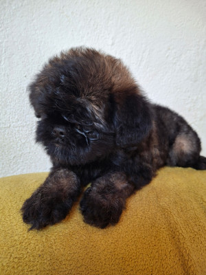 Chiot N°2