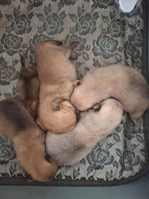 CHIOT 5