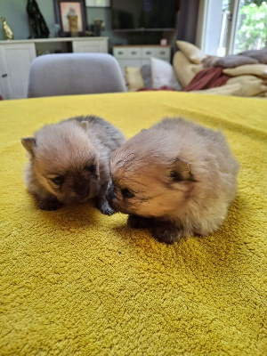 CHIOT 4