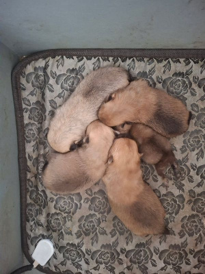 CHIOT 3