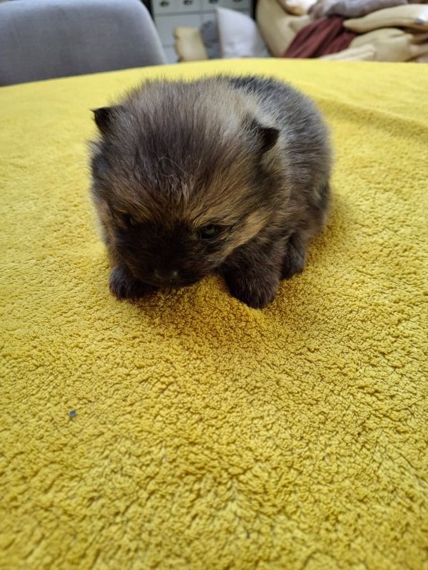 de Mingyar - Chiots disponibles - Spitz allemand