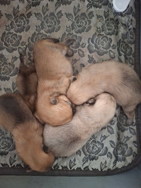 de Mingyar - Chiots disponibles - Spitz allemand