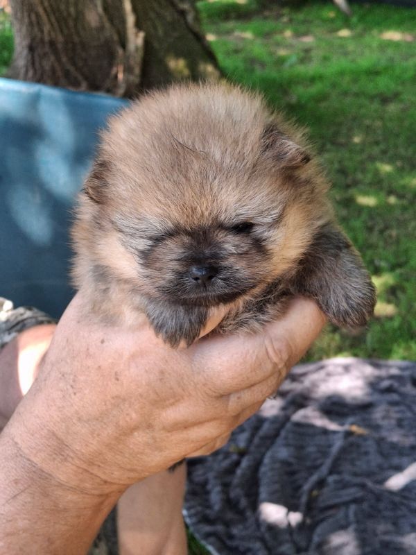 de Mingyar - Chiots disponibles - Spitz allemand