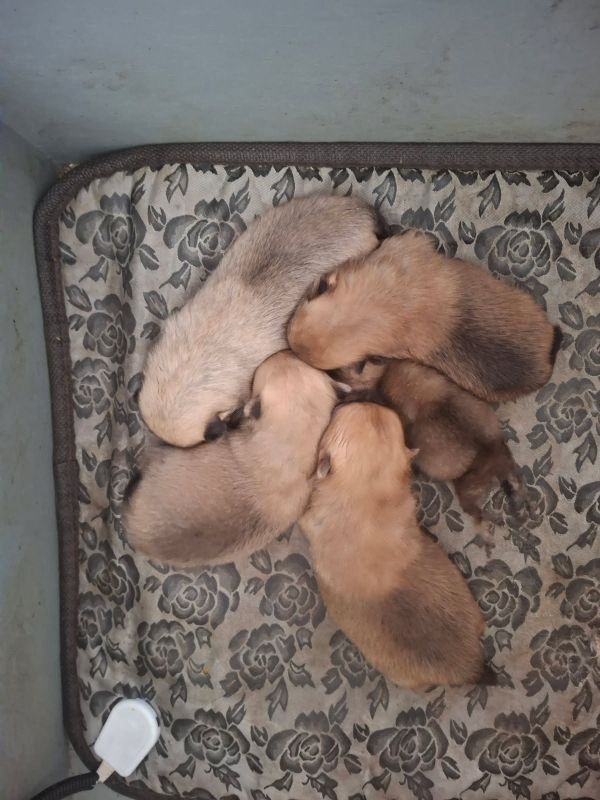 de Mingyar - Chiots disponibles - Spitz allemand
