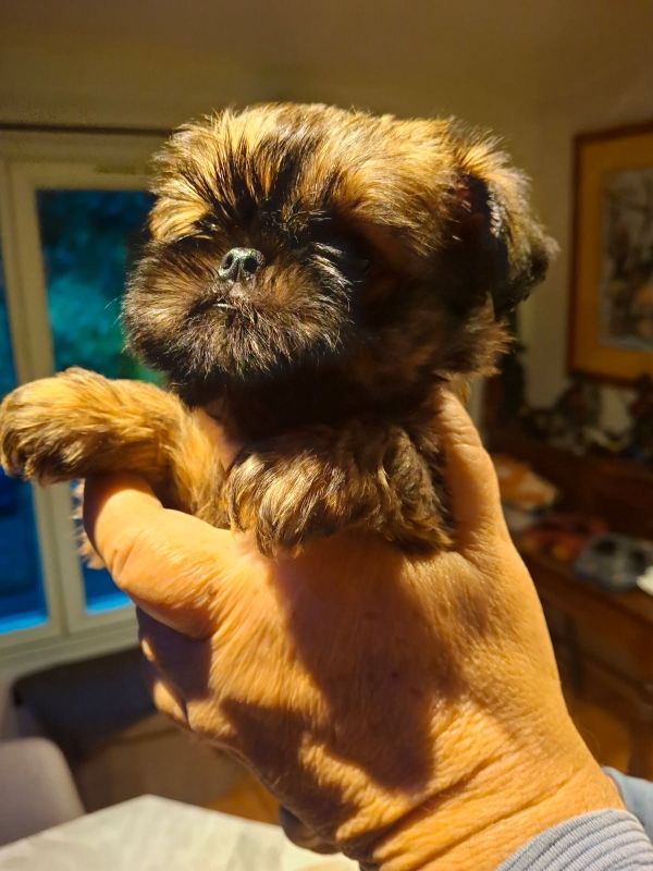 Chiot Griffon belge de Mingyar